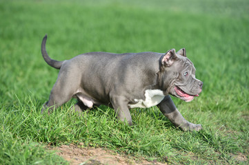 Fototapeta premium american bully dog in the green field