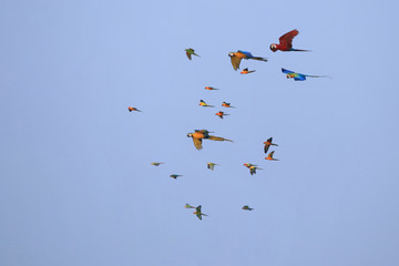 Lovebirds and macaw parrots flying in flocks