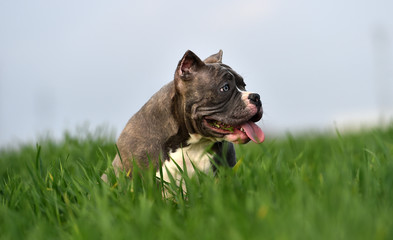 american bully dog on the green field