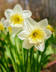 Ice Follies daffodils blooming in the home garden.