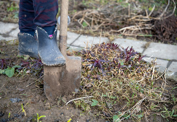 Fototapeta premium Digging in the garden.A foot in a rubber boot and a shovel on the field.