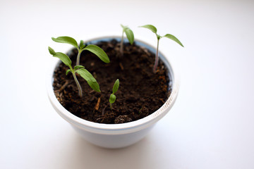 Growing tomato seedlings in plastic white round container from under yogurt on white background. Young beautiful plants of tomatoes with small green tender leaves grow on black soil. Side view