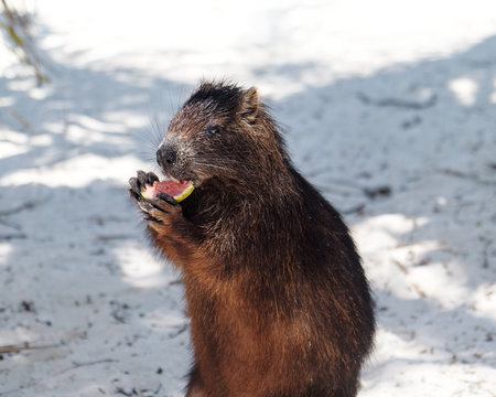 Cuban hutia eating guava fruit