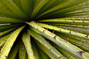 Beautiful specimen of Titanca (Puya raimondii) a species of endemic flora of the Andean region of Peru and Bolivia; in this case a detail of the plant is shown.