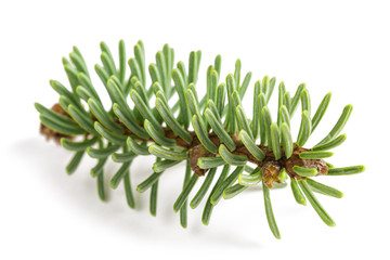 Silver fir