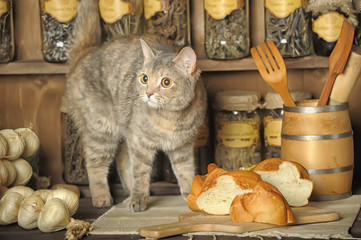 tabbyvintage kitchen