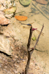 Blue and pink dragonflies in Amazonia