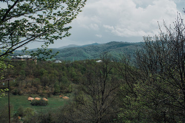 tree in the mountains