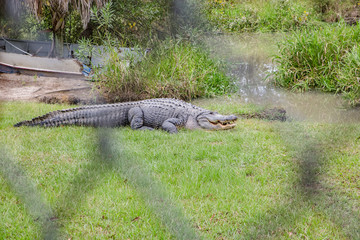Alligators in The Alligator Farm in Mobile, Alabama, USA. Portrait of big alligator resting in the sun