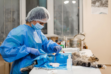 Obraz na płótnie Canvas Surgery to remove a uterine tumor in a cat. Surgery in veterinary medicine. Applying clamps and sutures to the neurovascular bundle