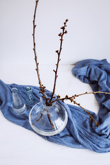 Plants in various glasses on blue fabric. Still life about spring. Flowering buds. The beginning of...