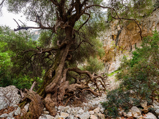 Majestic and ancient holm oak on the trekking path to Cala Goloritzé which leads to the famous beach