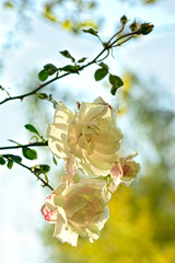 róża pnąca © PAWEL