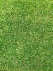 Prato di erba taglio corto vista aerea