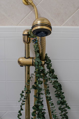 Eucalyptus hanging on shower head 