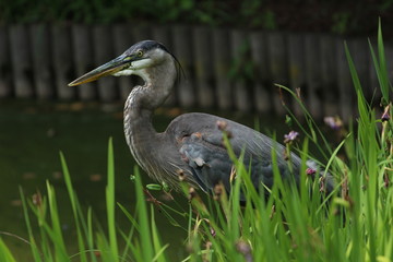 Crane. brooklyn botanical garden, NY, USA