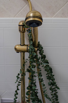 Eucalyptus Hanging On Shower Head 