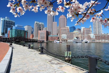 Boston skyline - spring time cherry blossoms