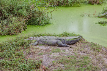 Alligators in The Alligator Farm in Mobile, Alabama, USA. Portrait of big alligator resting in the sun