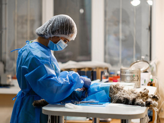 Surgery to remove a uterine tumor in a cat. Surgery in veterinary medicine. Applying clamps and sutures to the neurovascular bundle