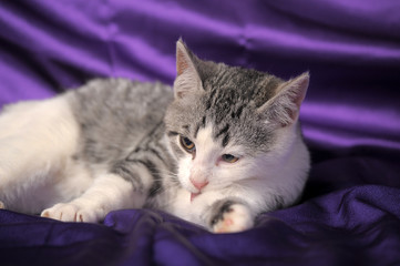white with gray stripes   kitten