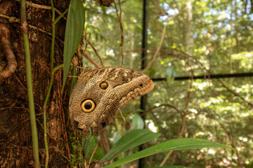 Owl butterfly in the amazon