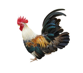 rooster isolated on white background