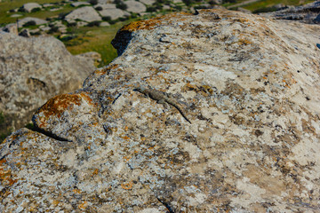 lizard on a rock