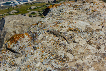 lizard on a rock