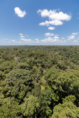 amazon forest from above