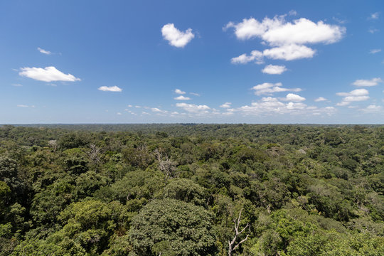 Amazon Forest From Above