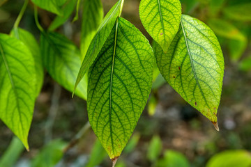 Green leaves with a pattern