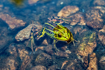 Green Frog in the water