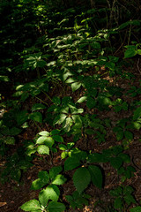 Rays of the sun on plants in the forest