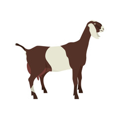 Anglo-Nubian goat Breeds of domestic goats Flat vector illustration Isolated object on white background