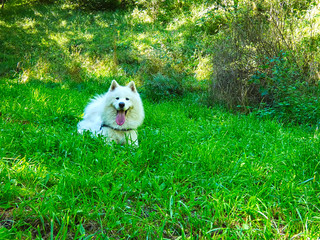 dogs enjoy the nature