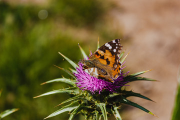 butterfly on a flower