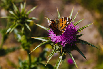 bee on a flower