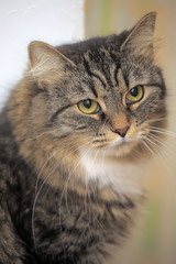 fluffy brown with white cat