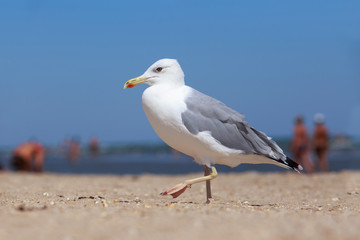 Beautiful young seagull