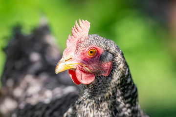 poule coucou de rennes
