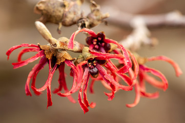 Rote Hamamelisblüte