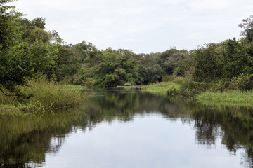 Fototapeta na wymiar amazon forest from within
