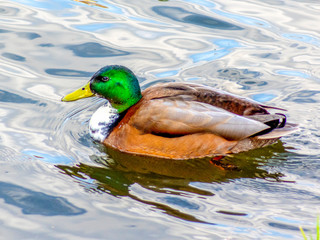 kaczor © Henryk Olszewski