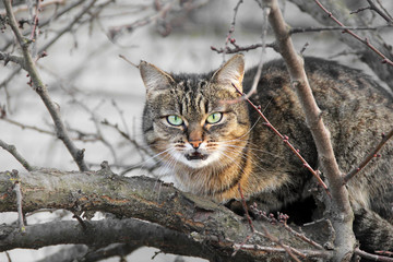 Naklejka na ściany i meble Beautiful cat with green eyes. Cat on a tree