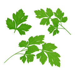 Fresh green parsley leaves on white background. Parsley isolated. Vector illustration.