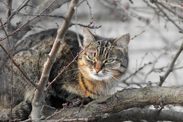 Naklejka na ściany i meble Beautiful cat with green eyes. Cat on a tree