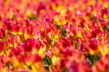 Red Yellow tulips with beautiful bouquet background