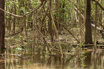 amazon forest from within