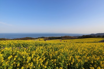 Fototapeta premium あわじ花さじき 菜の花畑